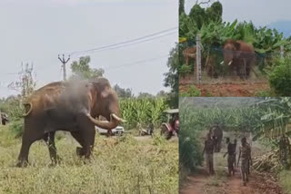 ஊருக்குள் உலா வந்த ஒற்றை காட்டு யானை..!