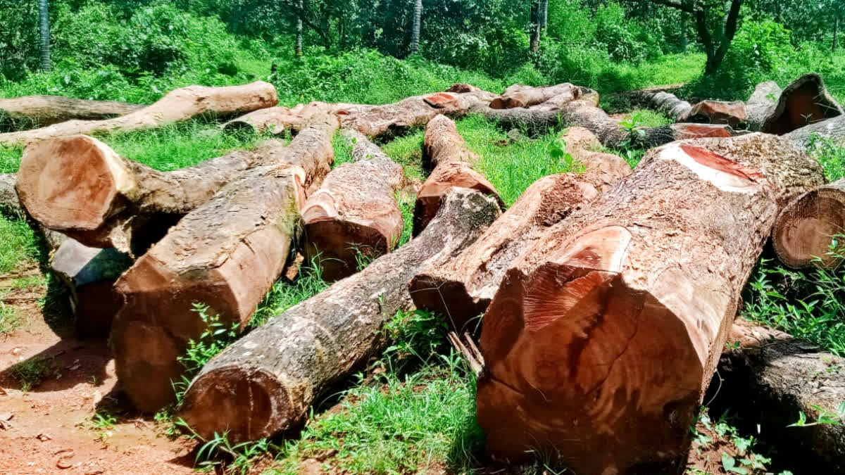 IRITTY ARALAM FARM  ILLEGAL TREE FELLING  KANNUR NEWS  ആറളം ഫാം മരം കൊള്ള