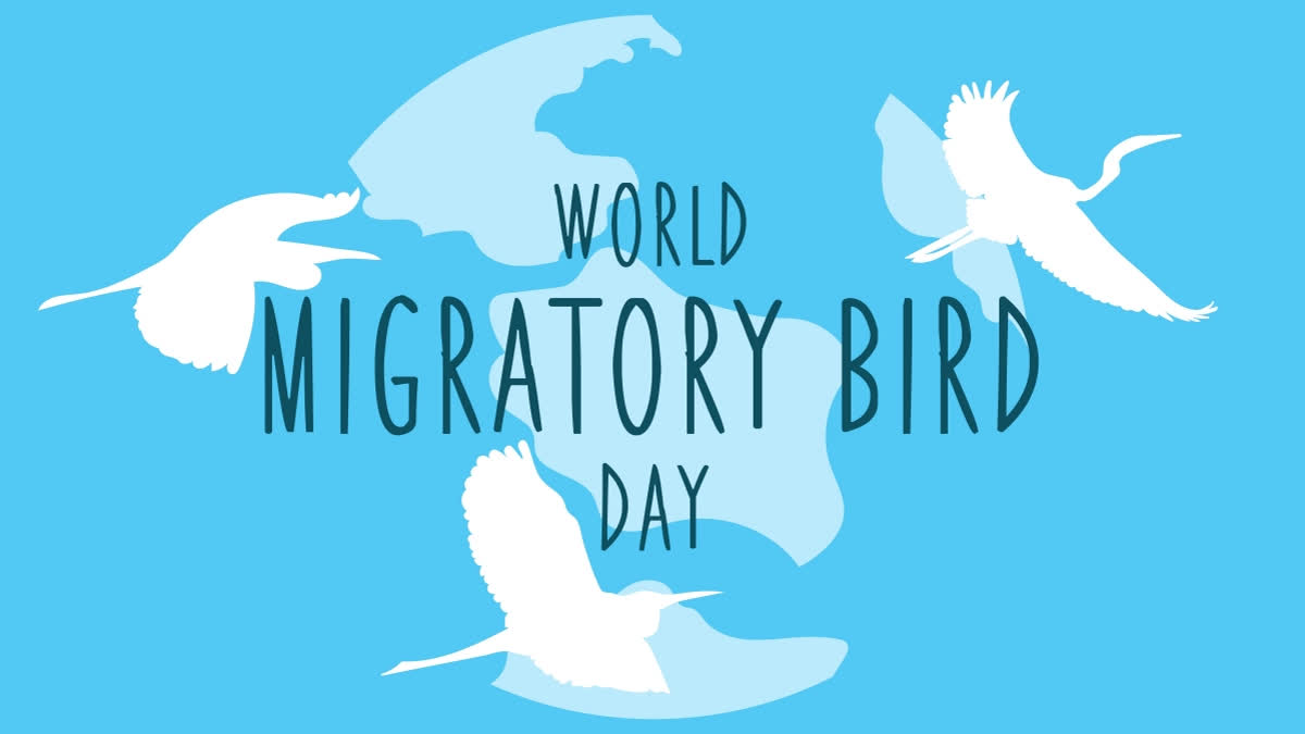 World Migratory Bird Day Reflect Cyclical Nature Of Bird Migration