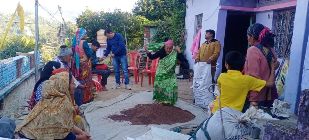 Finger Millet Farming