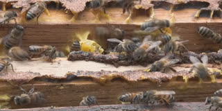 Peruvian Women Beekeepers Determined To Save Bees Die From Impact Of Climate Change