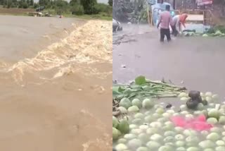 ಸತತ ಮಳೆಗೆ ಬ್ಯಾರೇಜ್​ ಮುಳುಗಡೆ, ನೀರಿನಲ್ಲಿ ತೇಲಿ ಹೋದ ಕುಂಬಳಕಾಯಿ!