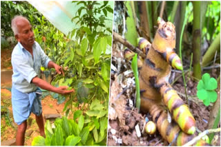 From Accident To Innovation: Wayanad Farmer Earns Patent For New Turmeric Strain