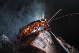 Live Cockroach Measuring 3 cm Removed From Man's Intestine In Delhi