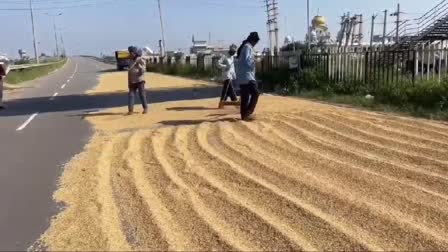 DRYING PADDY CROP ON THE HIGHWAY