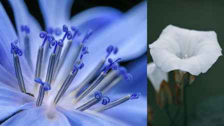 Convolvulus prostratus