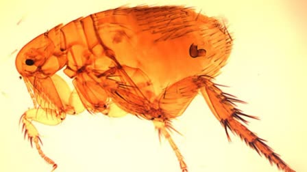 Rats and fleas that spread murine typhus