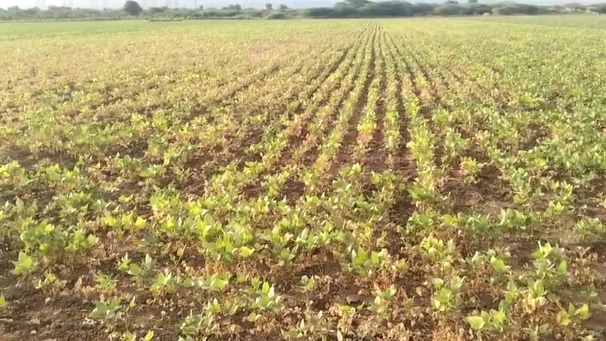 government_not_declared_drought_zones_in_kadapa_district