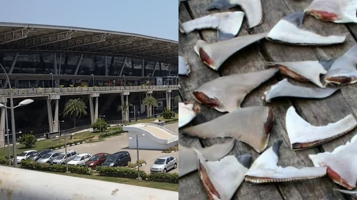 Karur passenger arrested for trying to smuggle shark fins from Chennai to Singapore via Sri Lanka