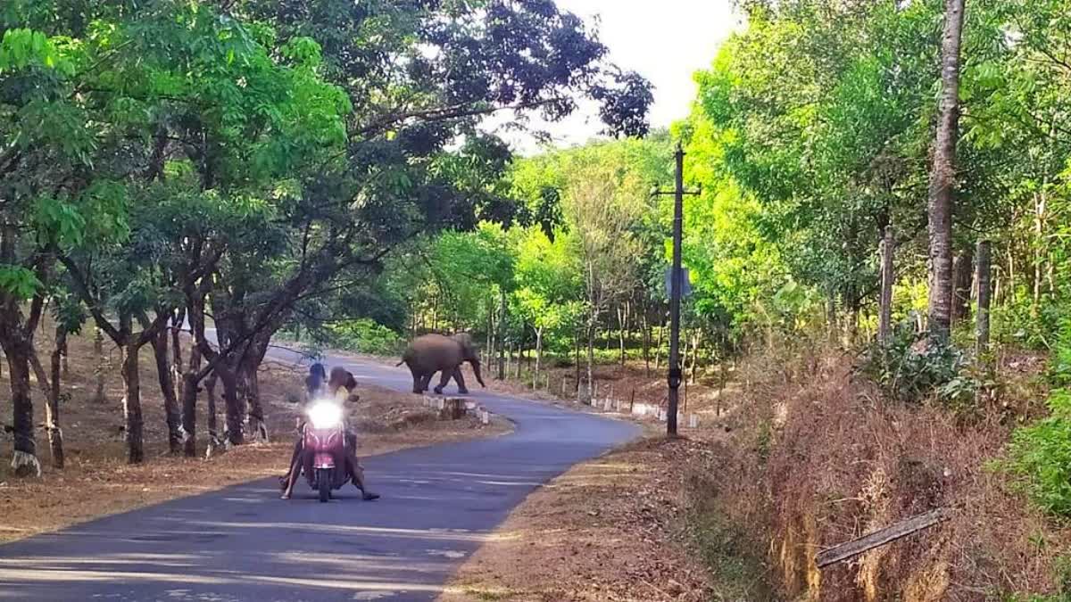 wild elephant