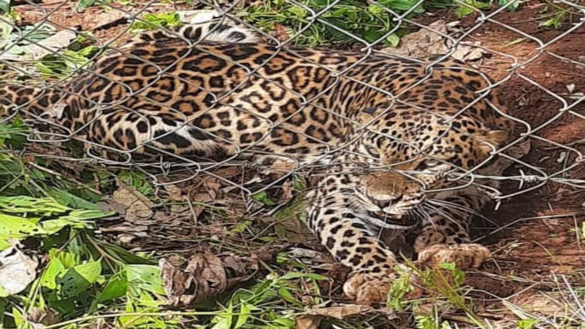 forest-department-rescued-leopard-that-got-stuck-in-wire-fence-at-mysore