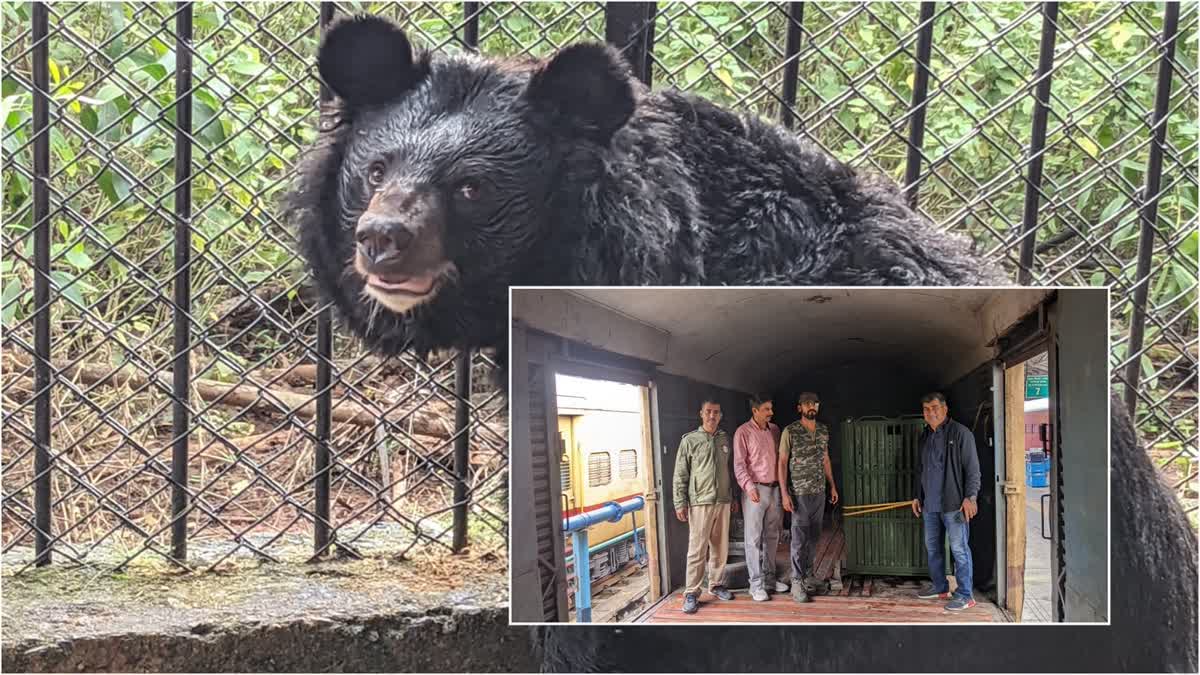 Himalayan black bear  Vandalur zoo welcomes Himalayan black bear  Chennais Vandalur zoo  Chennai news  ഹിമാലയൻ കരടി  വണ്ടലൂർ മൃഗശാല  അരിഗ്നാർ അണ്ണാ സുവോളജിക്കൽ പാർക്ക്