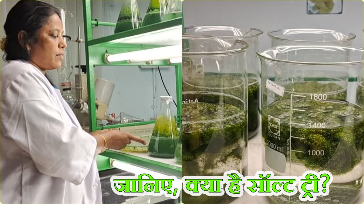 Smart Alegy Liquid Tree from sea algae in Dhanbad