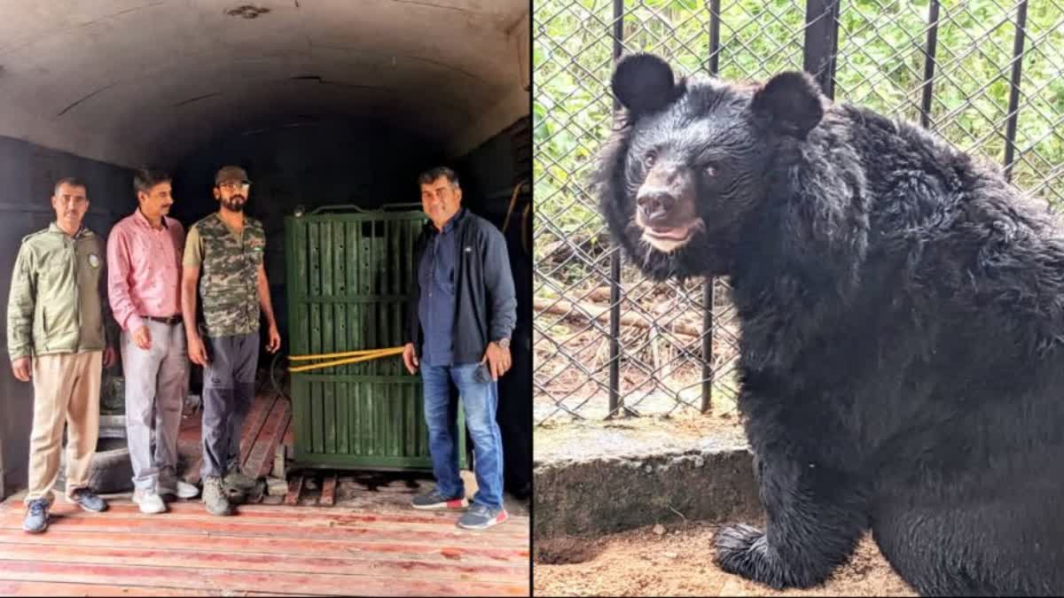 Now the Himalayan black bear of Kashmir can be seen in Vandalur Zoo, Chennai.