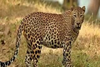 Leopard_Died_in_Srisailam