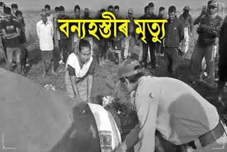 Wild elephant death in Goalpara