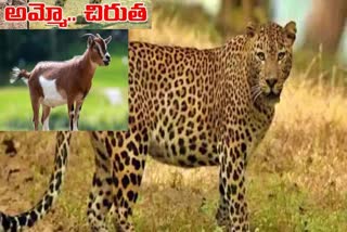 cheetah_attack_on_goats_in_anantapur