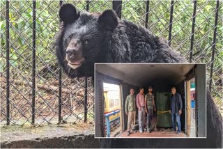 Chennai's Vandalur zoo welcomes Himalayan black bear pair from J&K zoo