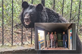 Himalayan black bear  Vandalur zoo welcomes Himalayan black bear  Chennais Vandalur zoo  Chennai news  ഹിമാലയൻ കരടി  വണ്ടലൂർ മൃഗശാല  അരിഗ്നാർ അണ്ണാ സുവോളജിക്കൽ പാർക്ക്