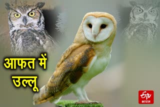 OWL Sacrifice on Diwali