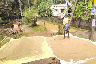 Kottayam Thiruvarpp Farmers crisis  Farmers crisis  paddy farmers crisis  നെല്ല് സംഭരണം  paddy storage  കർഷകർ കടക്കെണിയിൽ  കർഷകന്‍റെ ആത്മഹത്യ  കോട്ടയം നെൽ കർഷകർ  അപ്പർകുട്ടനാട്  കൃഷി  നെൽകൃഷി