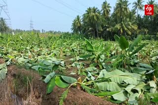 Jederpalayam Police inquiry on destruction of banana trees