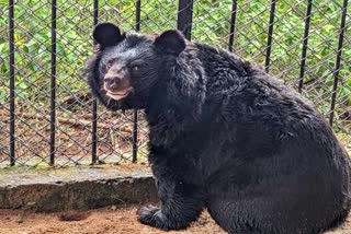 Himalayan Black Bears