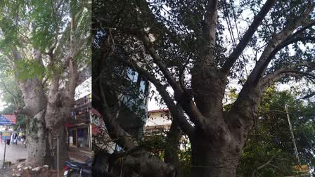 Baobab tree in Thalassery  Baobab tree  Eighth wonder of the world  ബ ഓ ബാബ്  ലോകത്തെ എട്ടാമത്തെ അത്ഭുതം  Hatiyan Jhad Baobab Tree  Hatiyan ka Jhad  African tree in Kerala  Adansonia digitata  വൃക്ഷം  വ്യത്യസ്‌ത സസ്യം