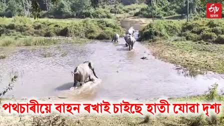 Kaziranga National Park