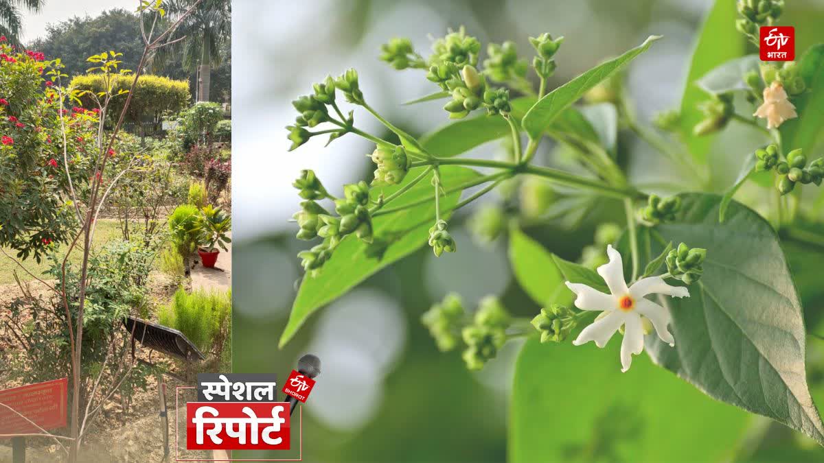 छत्रपति शाहू जी महाराज विश्वविद्यालय परिसर में लगा कानपुर का पहला परिजात.