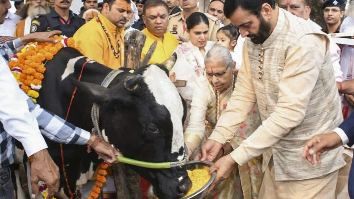 Haryana Chief Minister Nayab Singh Saini worships a cow on the occasion of 'Gopashtami' during his visit to Haridwar