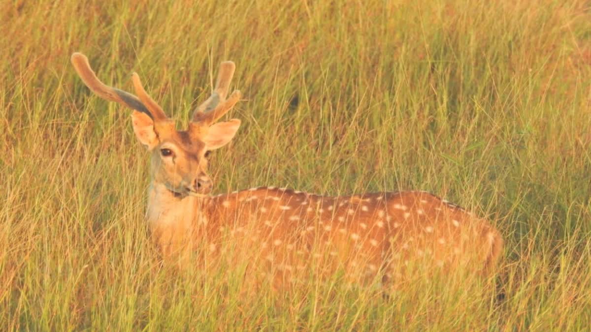 પ્રતિકાત્મક તસવીર