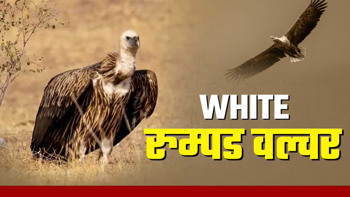 WHITE TAILED VULTURE