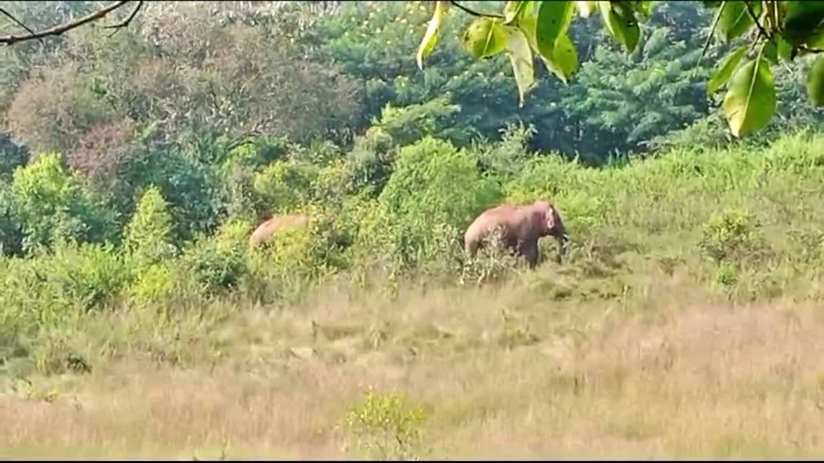 ELEPHANTS