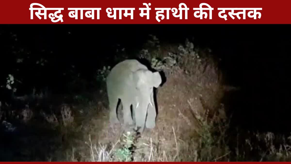 elephant Terror in Chhattisgarh