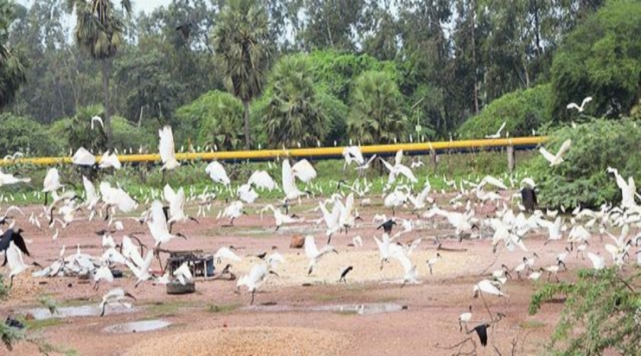 Migratory Birds On Kakinada Beach