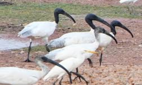 Migratory Birds On Kakinada Beach