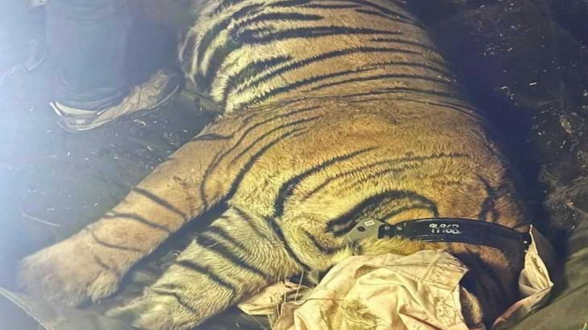 Tiger rescue in Haryana