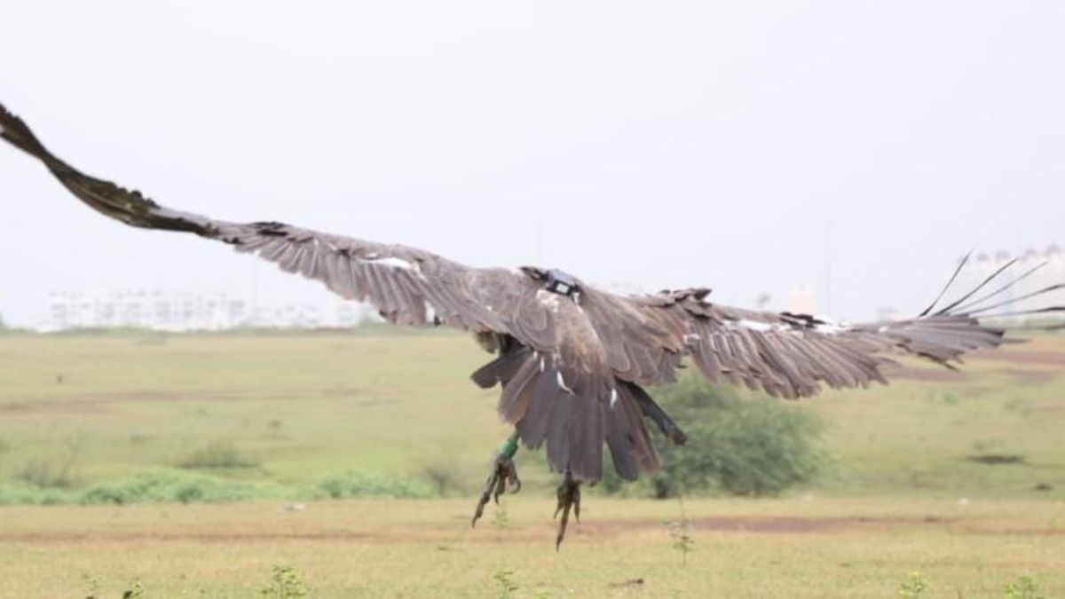 WHITE TAILED VULTURE