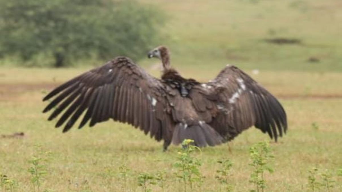 WHITE TAILED VULTURE