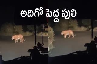 Tiger Wandering In Nirmal