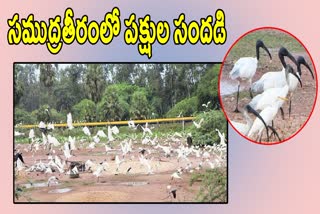 FOREIGN BIRDS IN KAKINADA