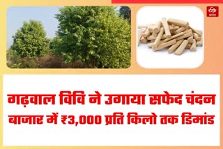 CULTIVATION OF WHITE SANDALWOOD