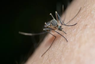 Doctor Advice: How to Keep You and Your Child Safe from Mosquitoes