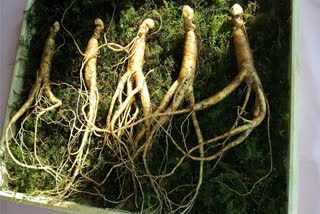 What is ginseng and how is it beneficial for diabetes patients