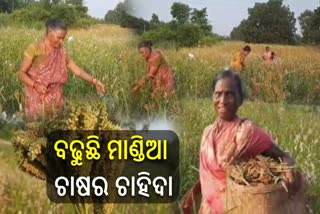 ଅନୁଗୋଳରେ ବଢୁଛି ମାଣ୍ଡିଆ ଚାଷର ଚାହିଦା, ଏଥର ଉତ୍ପାଦନ ଲକ୍ଷ୍ୟ ୫ ହଜାର କୁଇଣ୍ଟାଲ