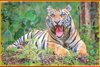 Tiger rescue in Haryana