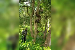 a-python-climbed-the-tree-in-nagarahole-forest-area