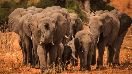 18 ELEPHANTS ENTER PODI RANGE SIDHI