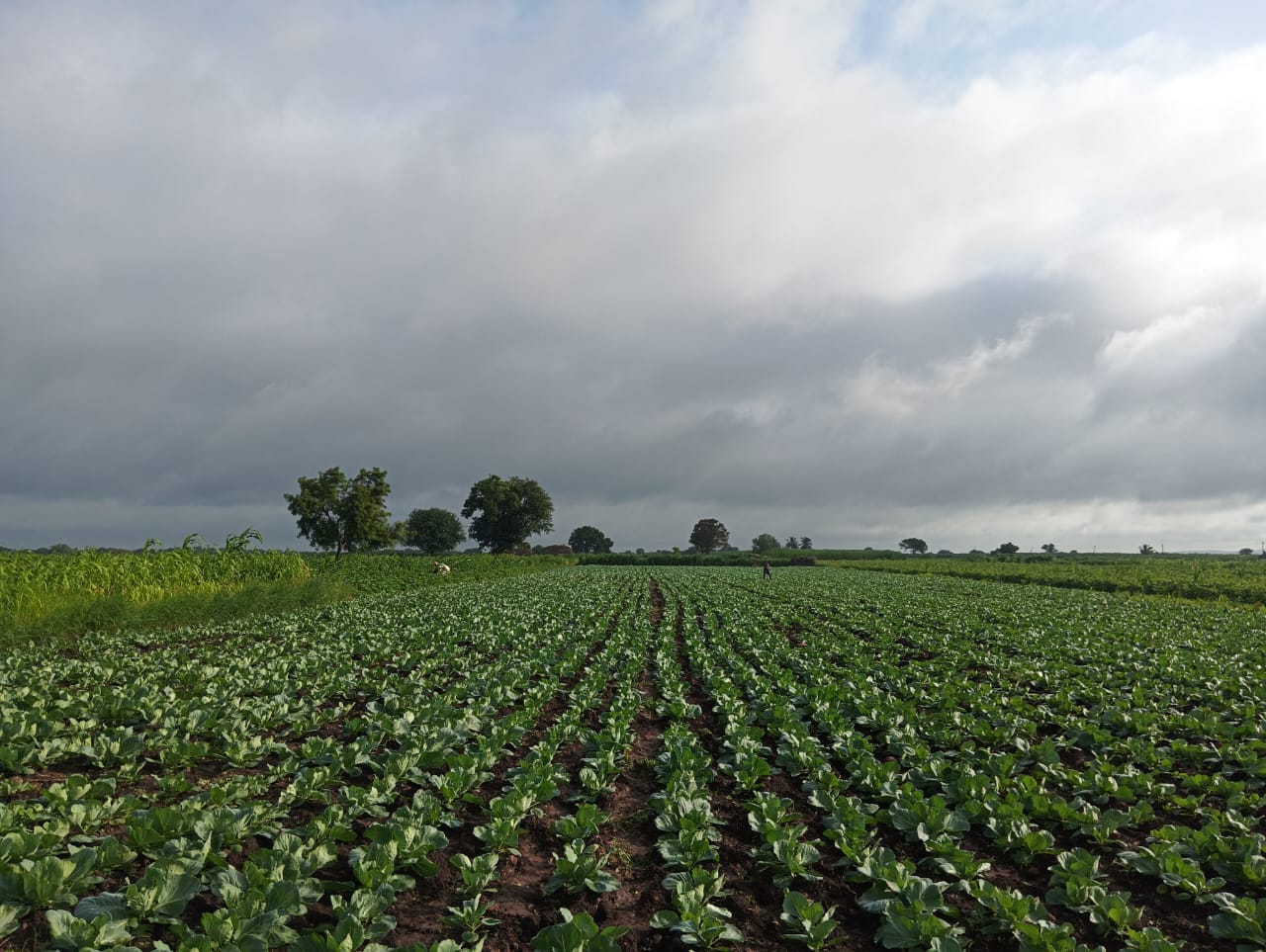 A young farmer who grows cabbage and earns a lot of profit